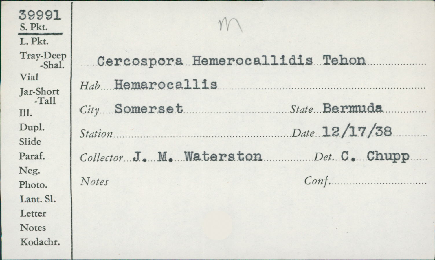 Cercospora hemerocallidis image