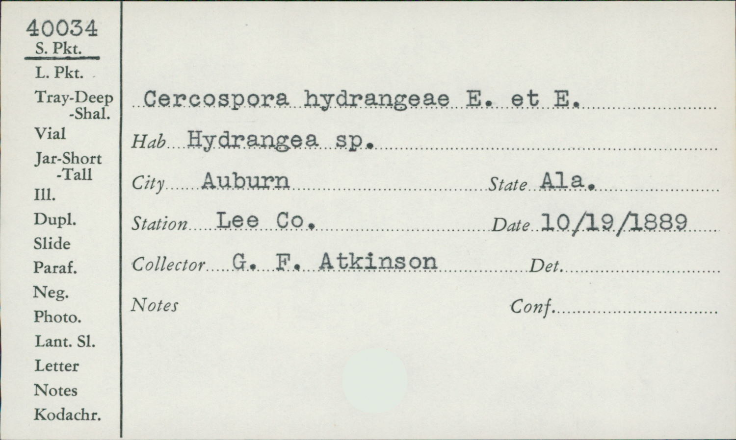 Cercospora hydrangeae image