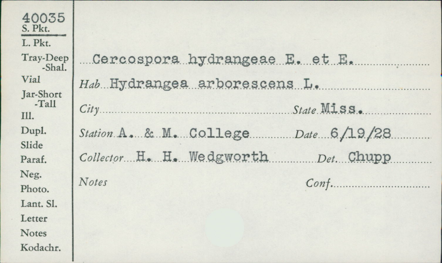 Cercospora hydrangeae image
