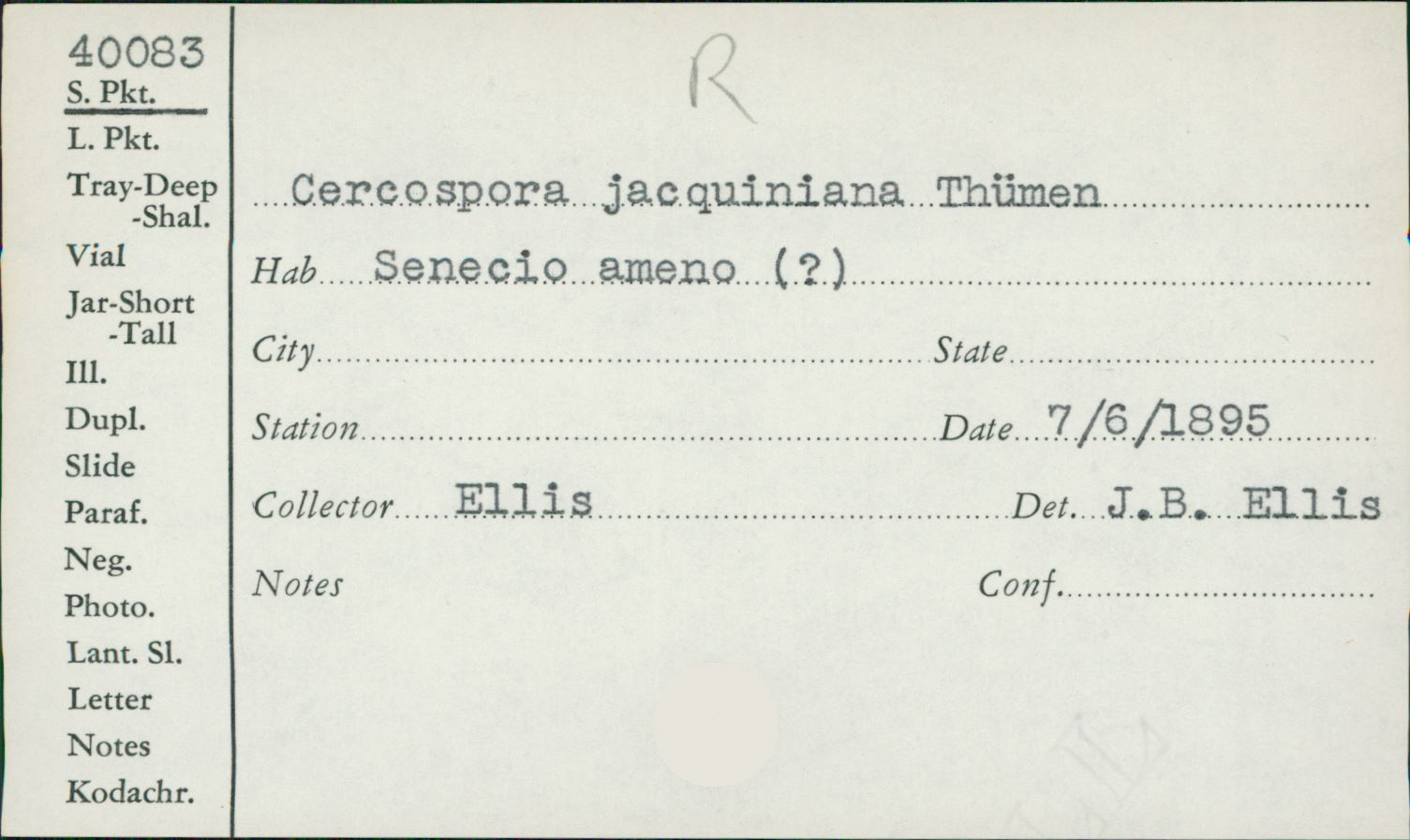 Cercospora jacquiniana image