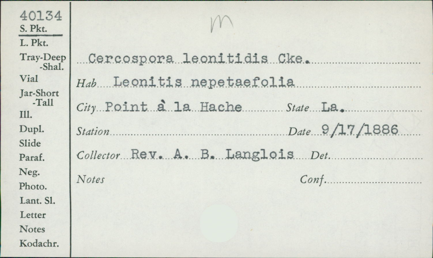 Cercospora leonotidis image