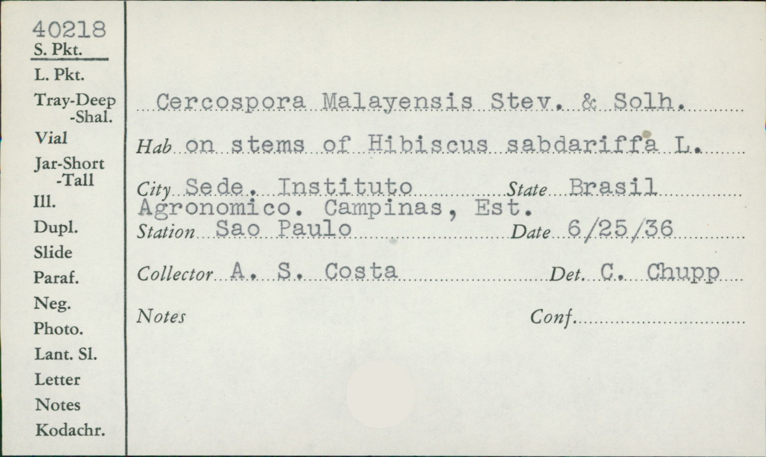 Cercospora malayensis image