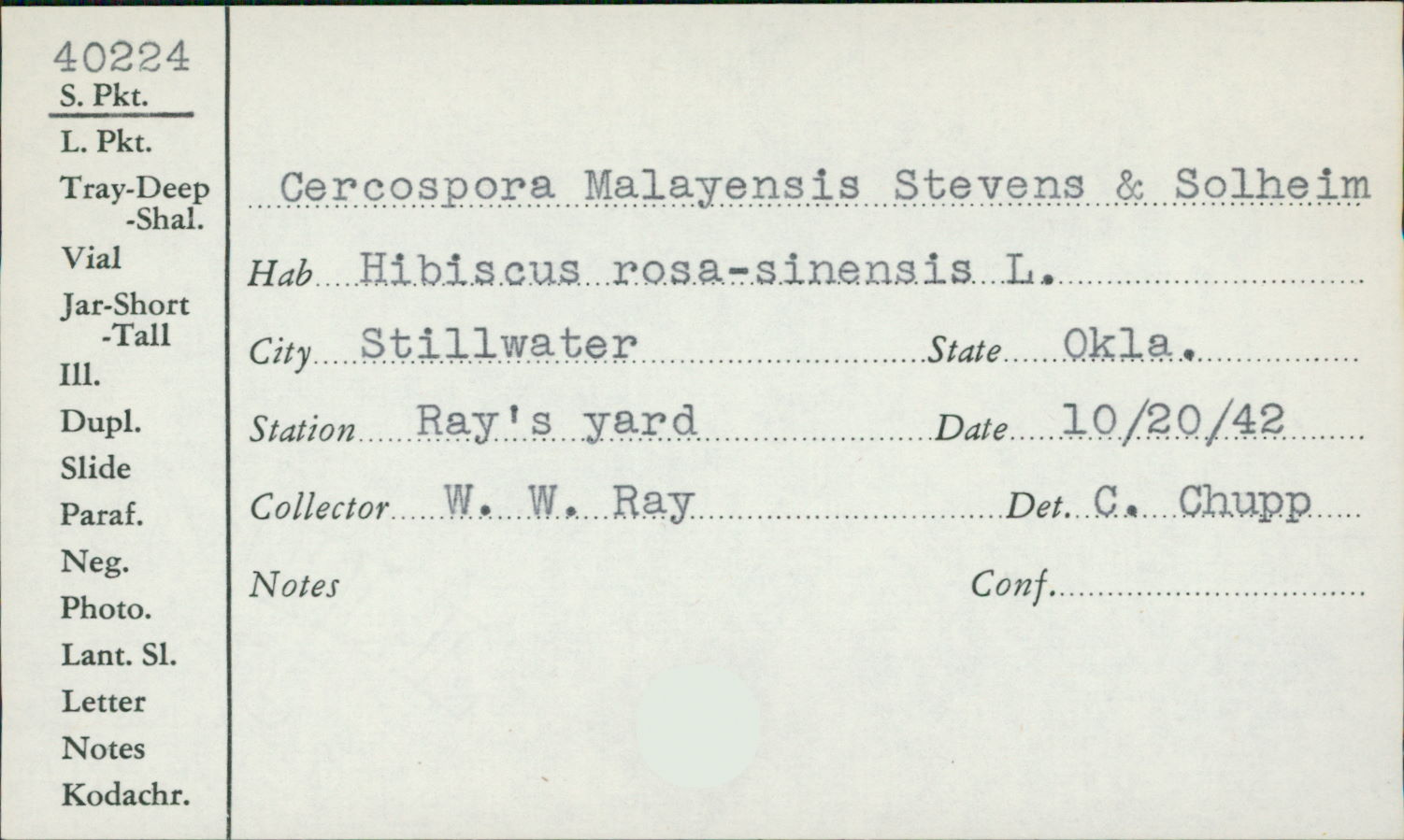Cercospora malayensis image