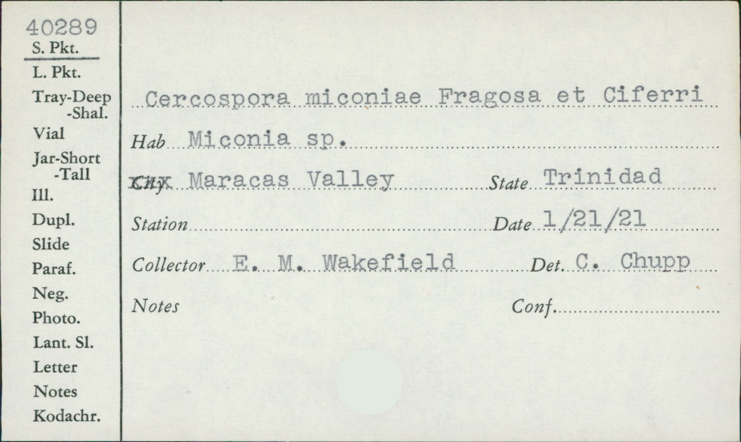 Cercospora miconiae image
