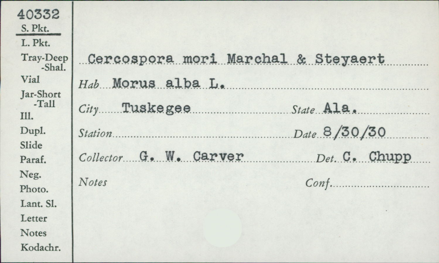 Cercospora mori image