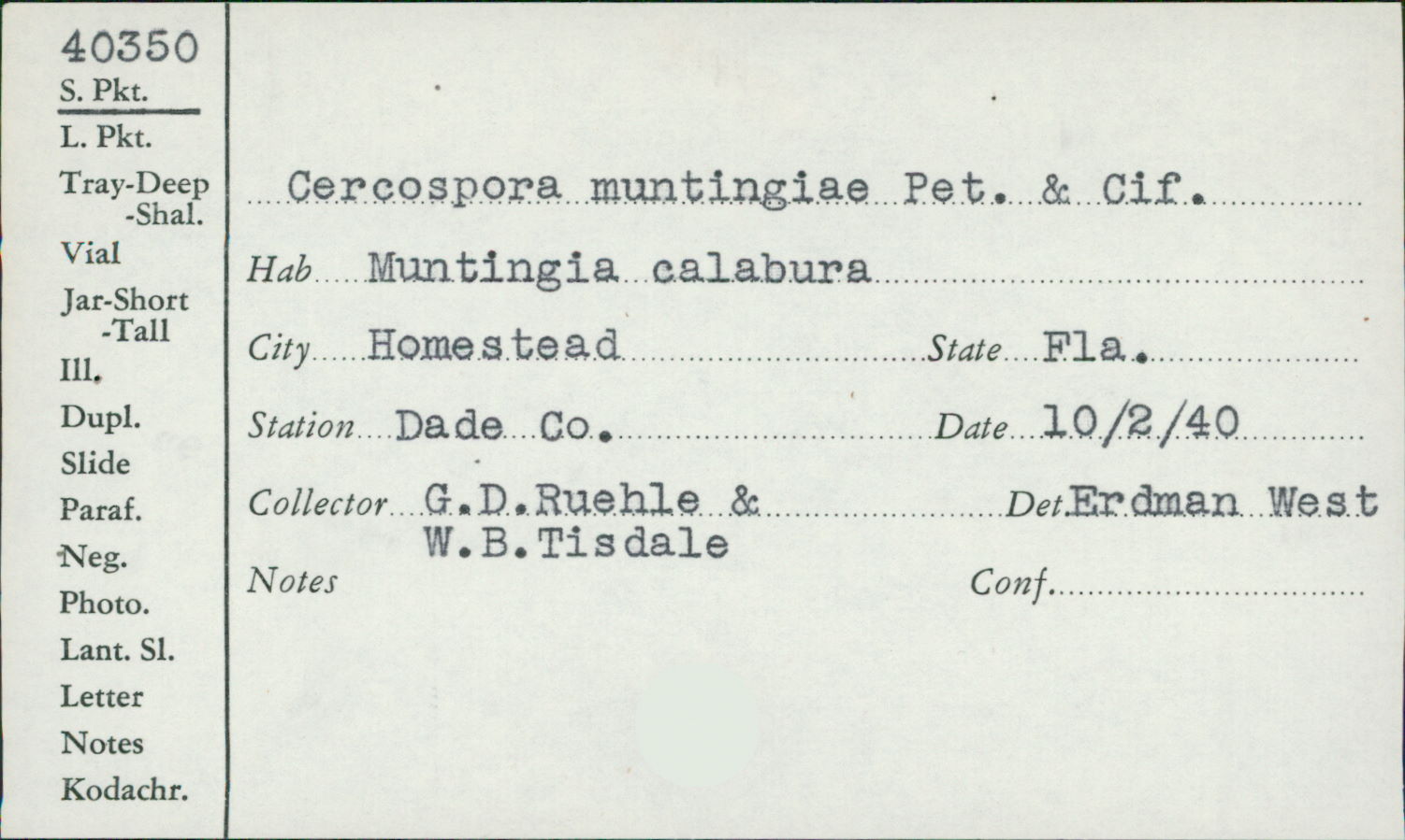 Cercospora muntingiae image