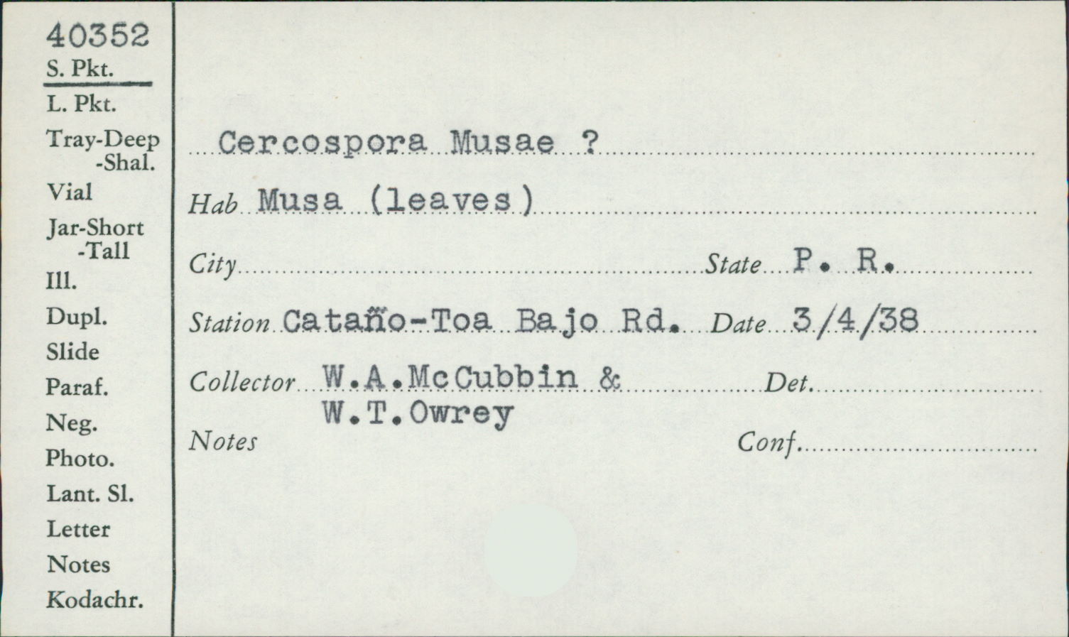 Mycosphaerella musicola image