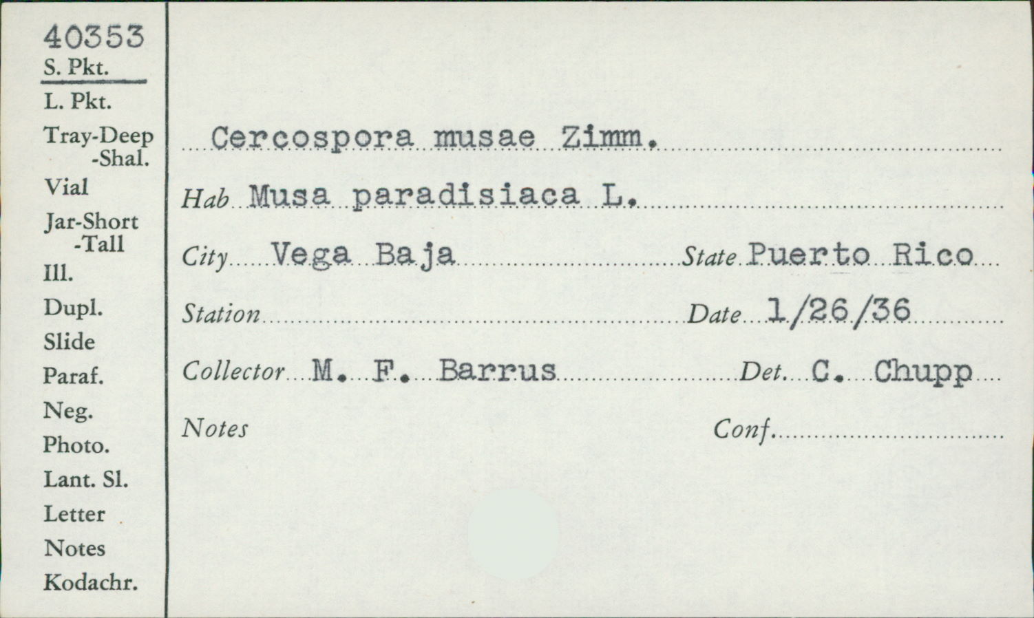 Mycosphaerella musicola image