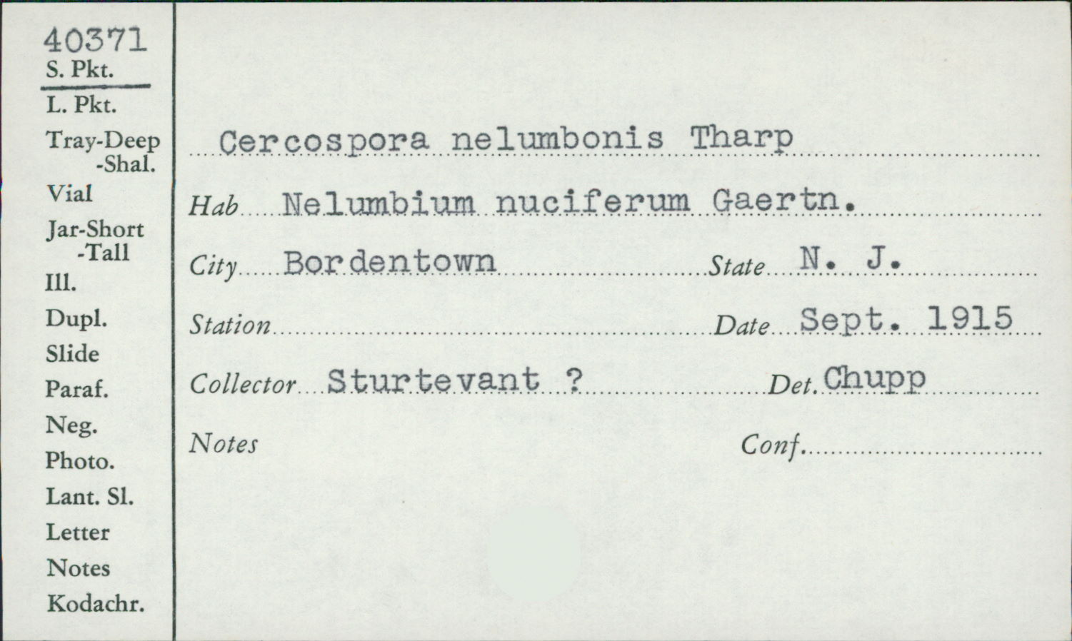 Cercospora nelumbinis image