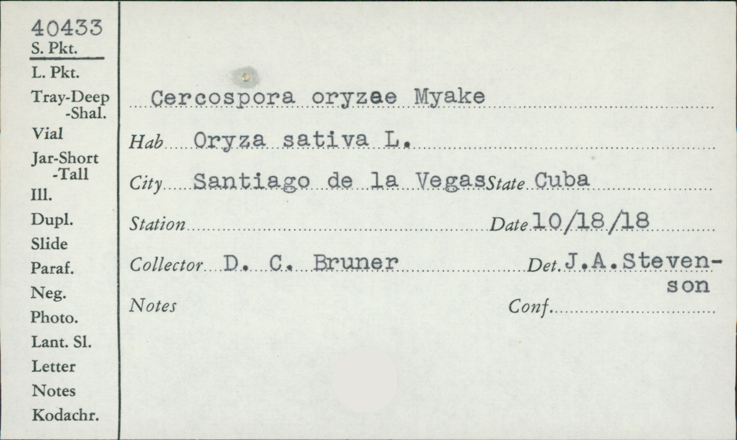 Sphaerulina oryzina image