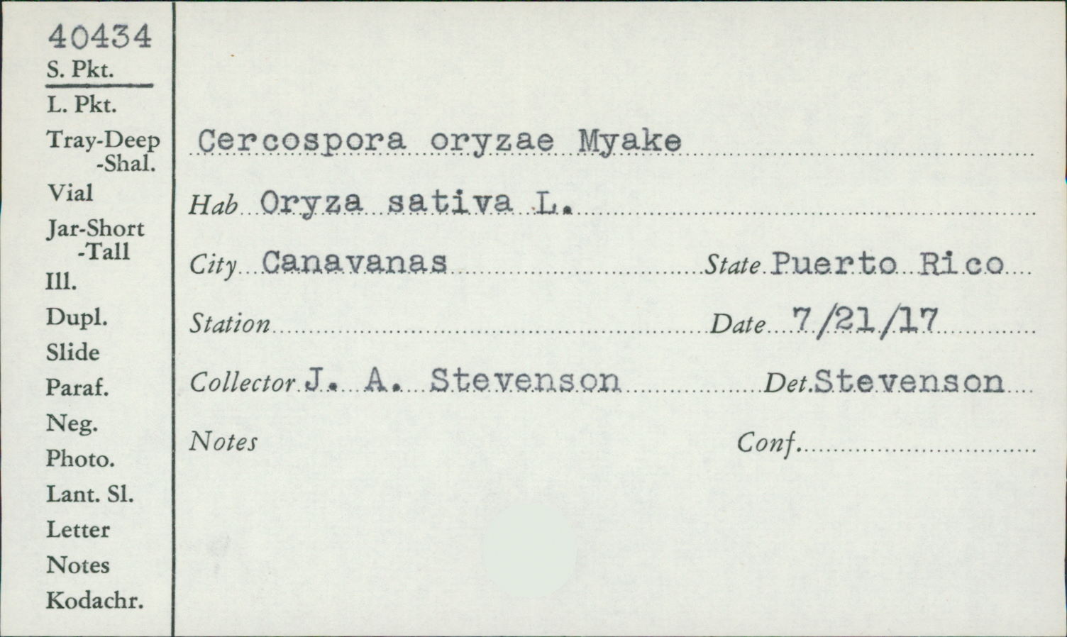 Sphaerulina oryzina image