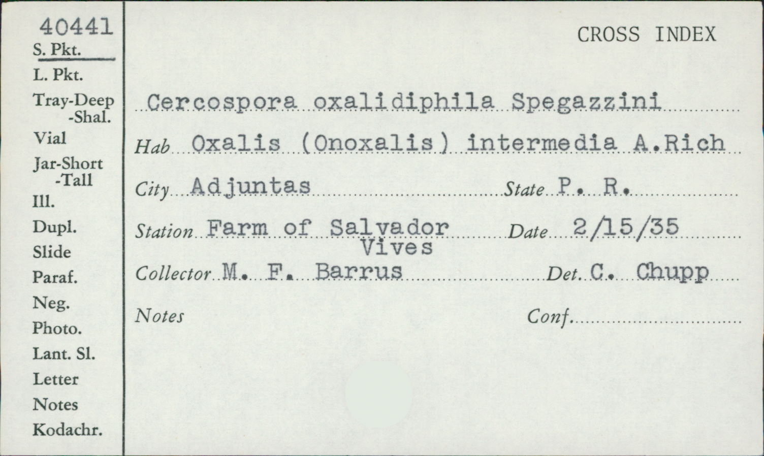 Cercospora oxalidiphila image