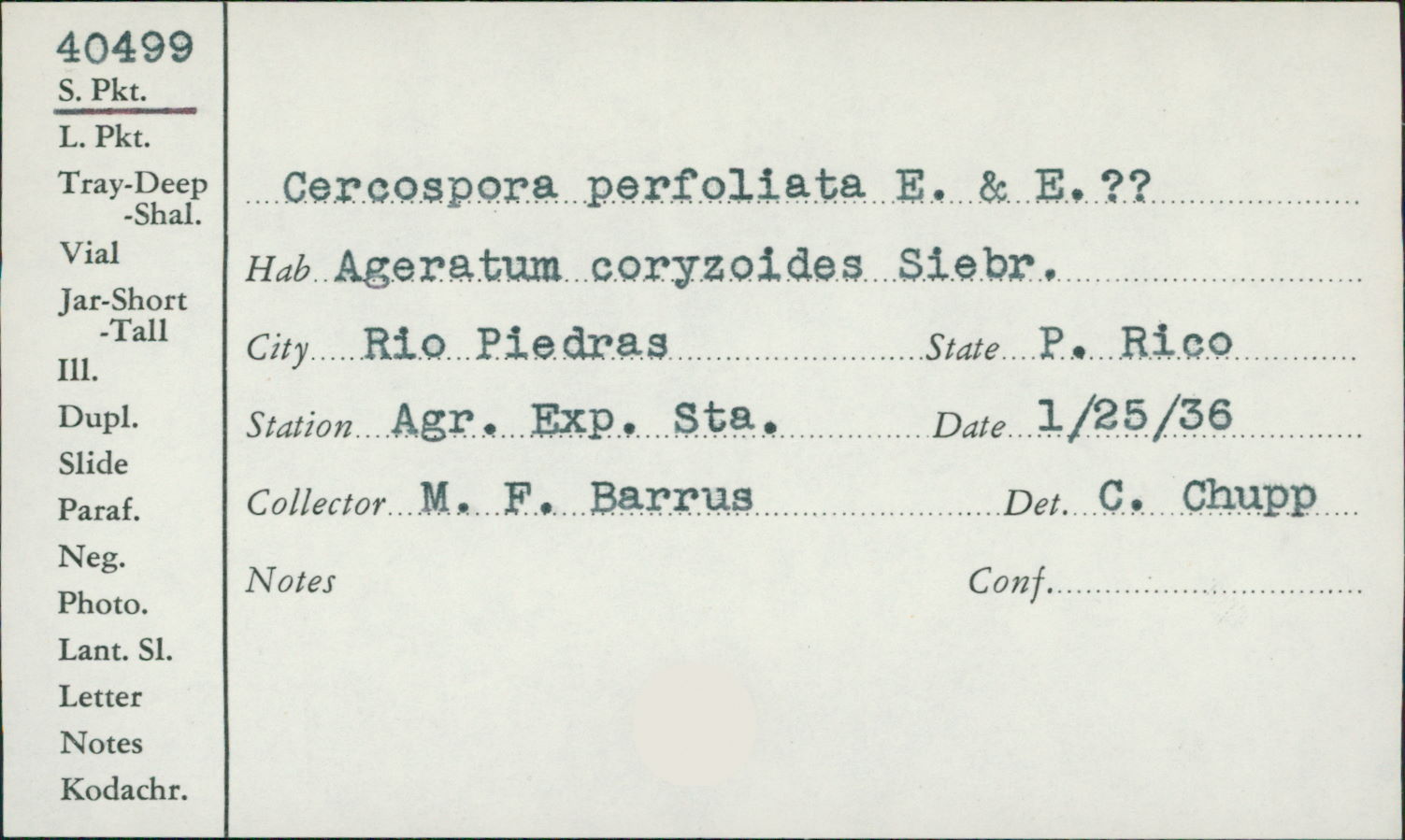Cercospora perfoliata image