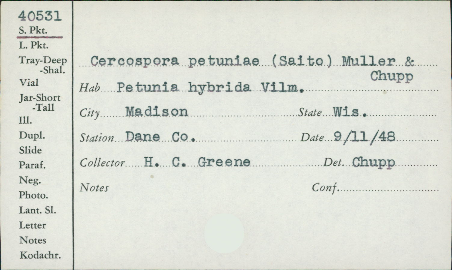 Cercospora petuniae image