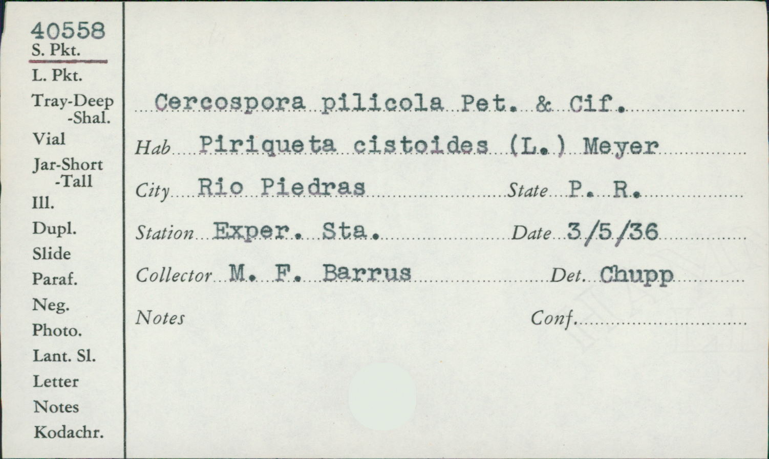 Cercospora pilicola image