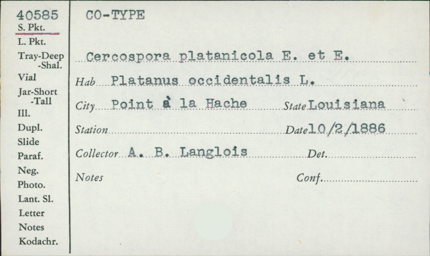 Cercospora platanicola image