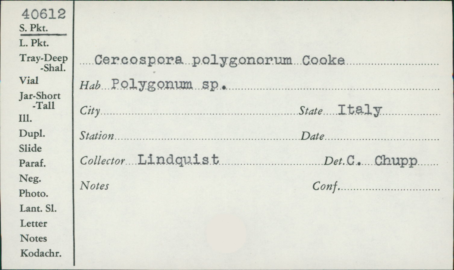 Cercospora polygonorum image