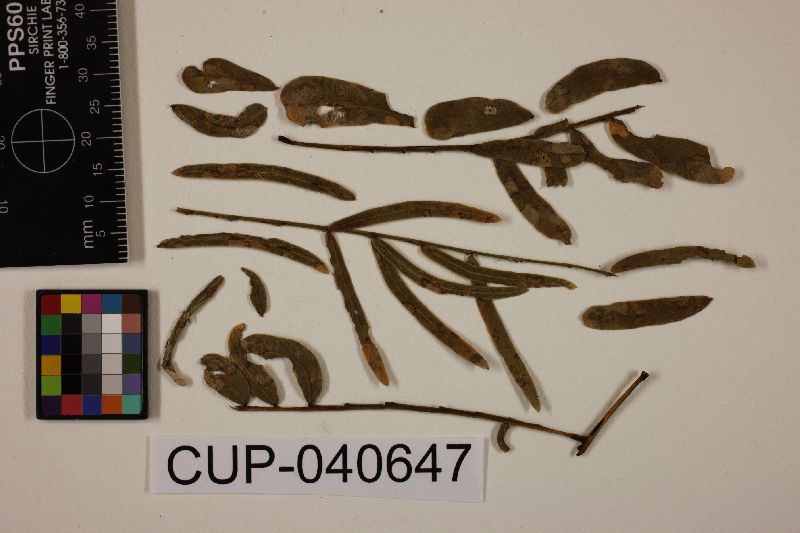 Cercospora prosopidis image