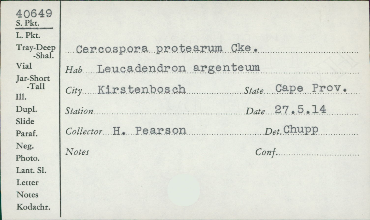 Pseudocercospora protearum image