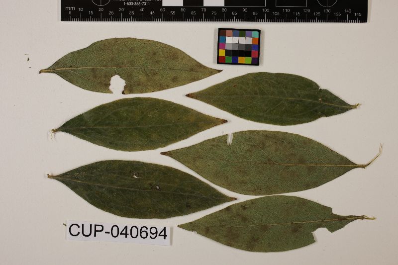 Pseudocercospora quarta image