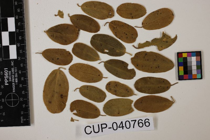 Cercospora cadabae image