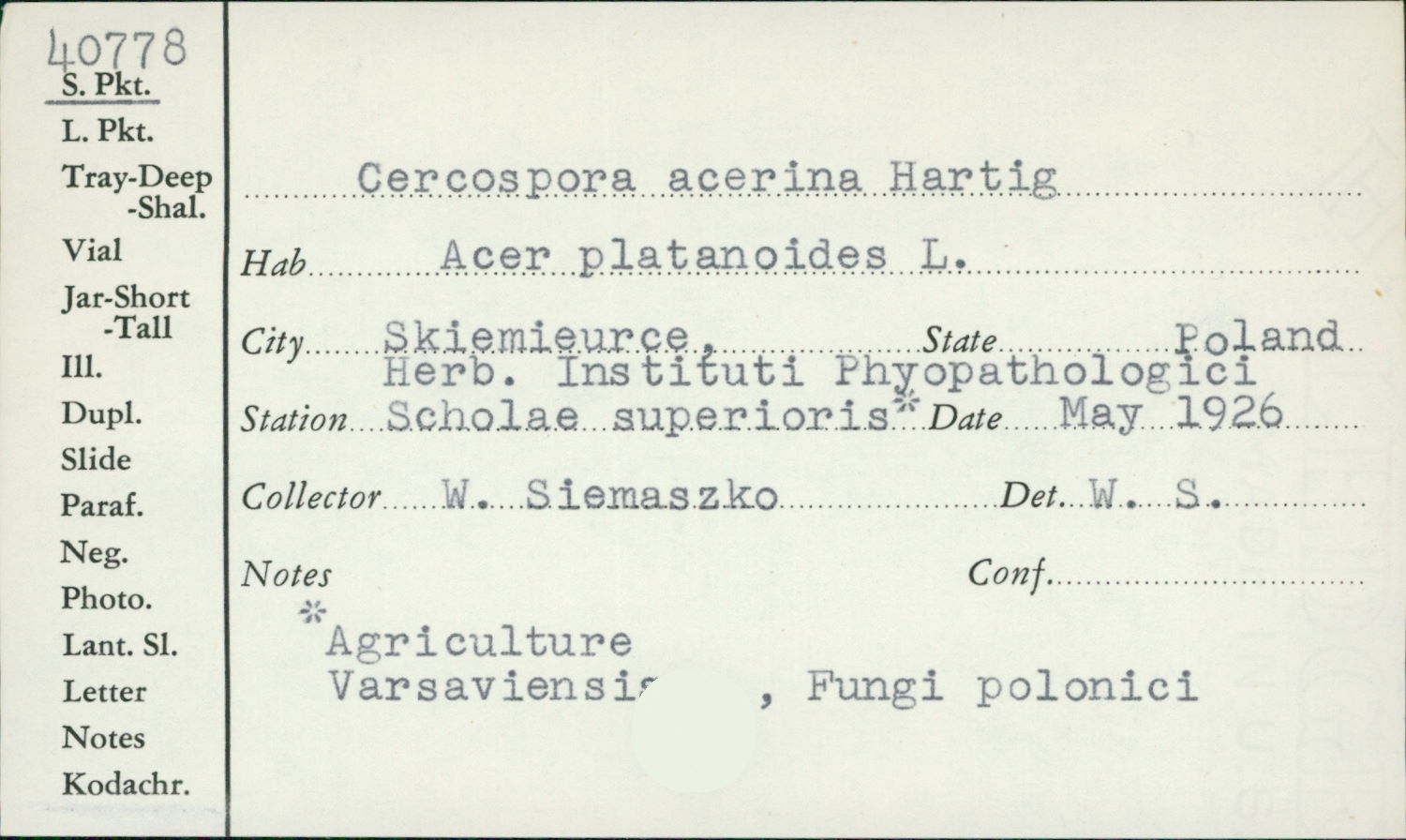 Mycocentrospora acerina image