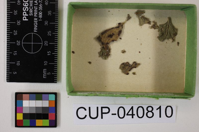 Cercospora papillosa image