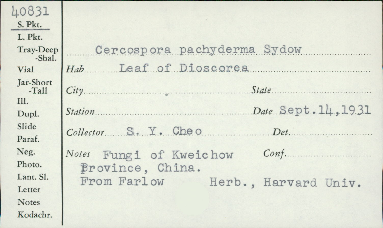 Distocercospora pachyderma image