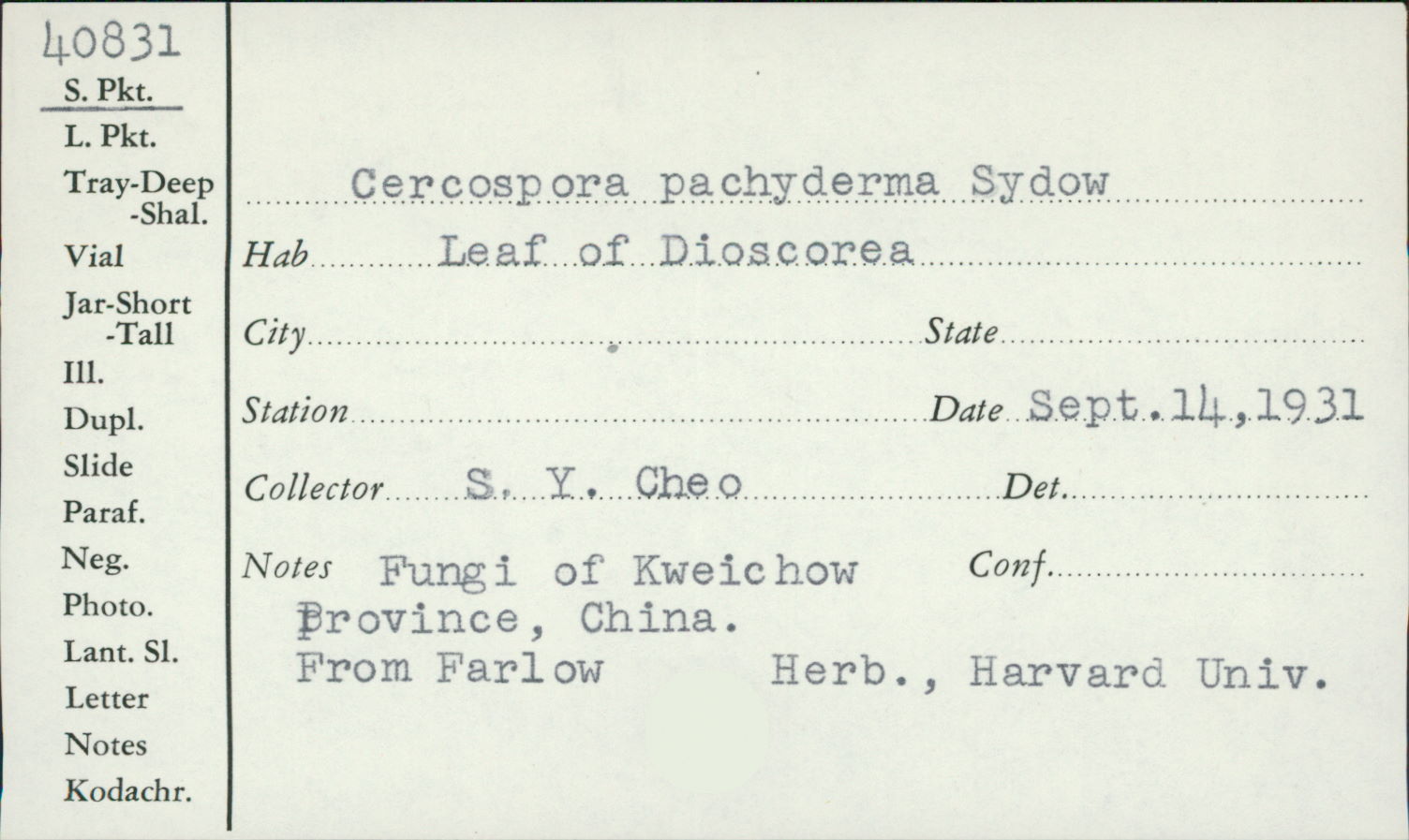 Distocercospora image