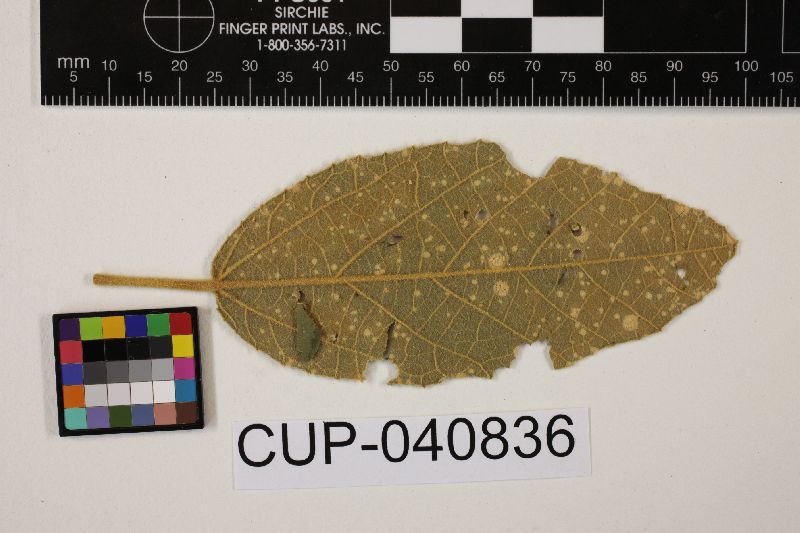 Cercospora bernardiae image