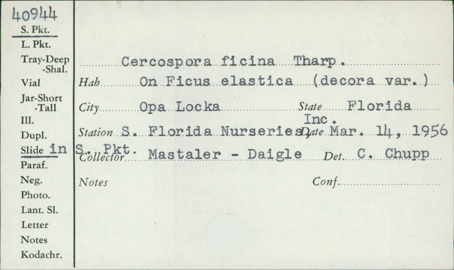 Cercospora ficina image