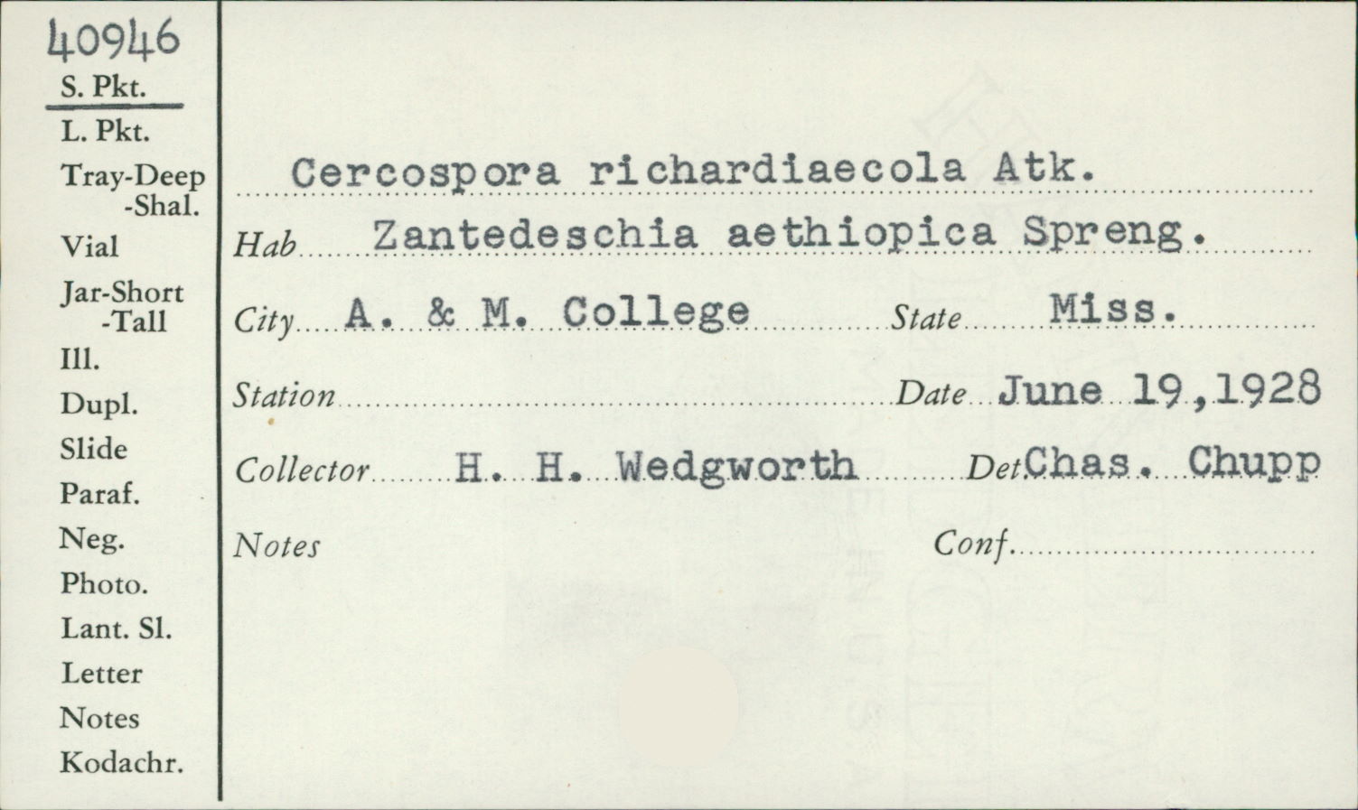 Cercospora richardiaecola image