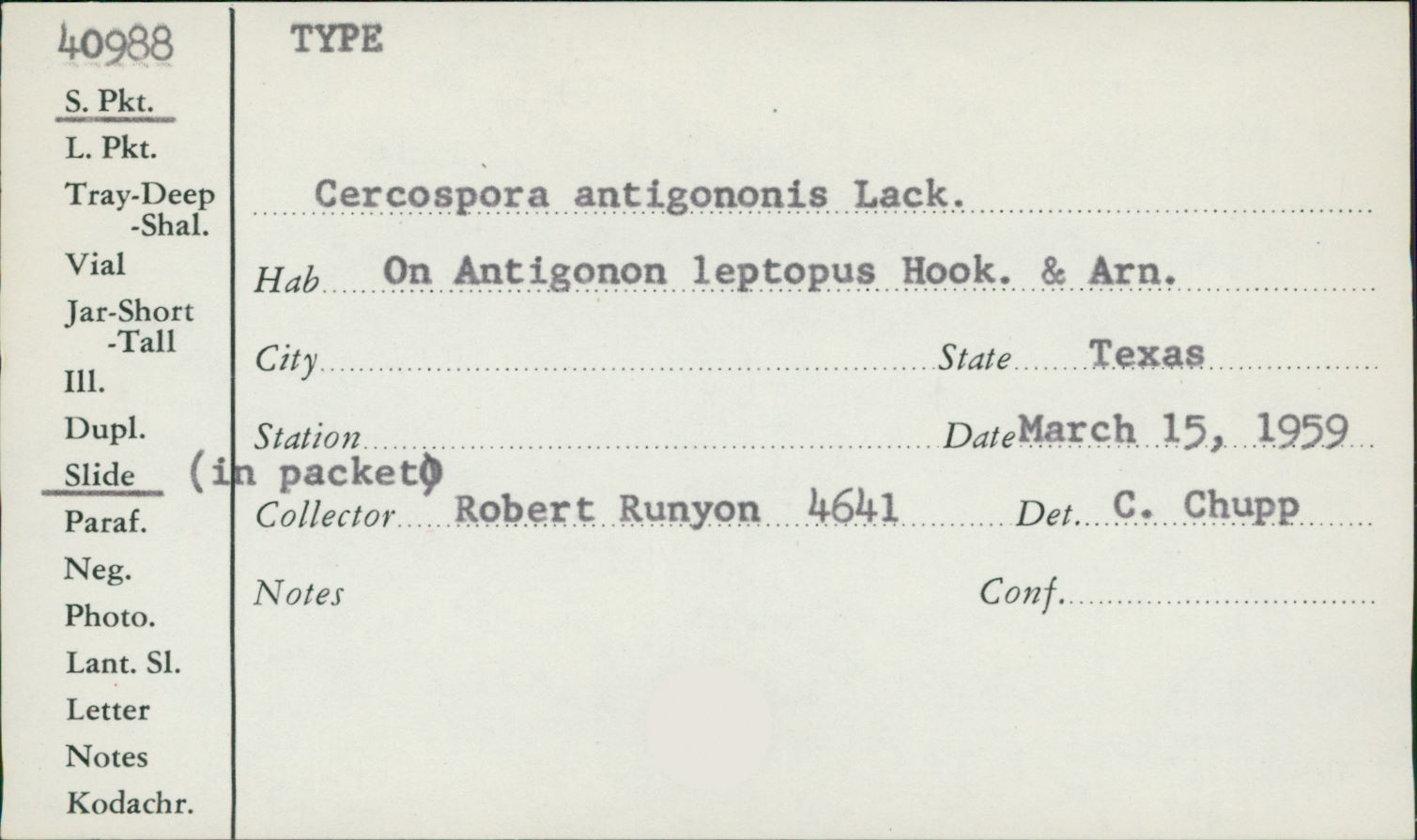 Cercospora antigoni image