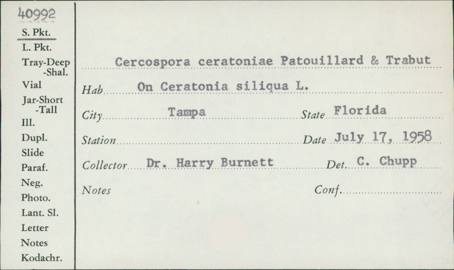 Cercospora ceratoniae image