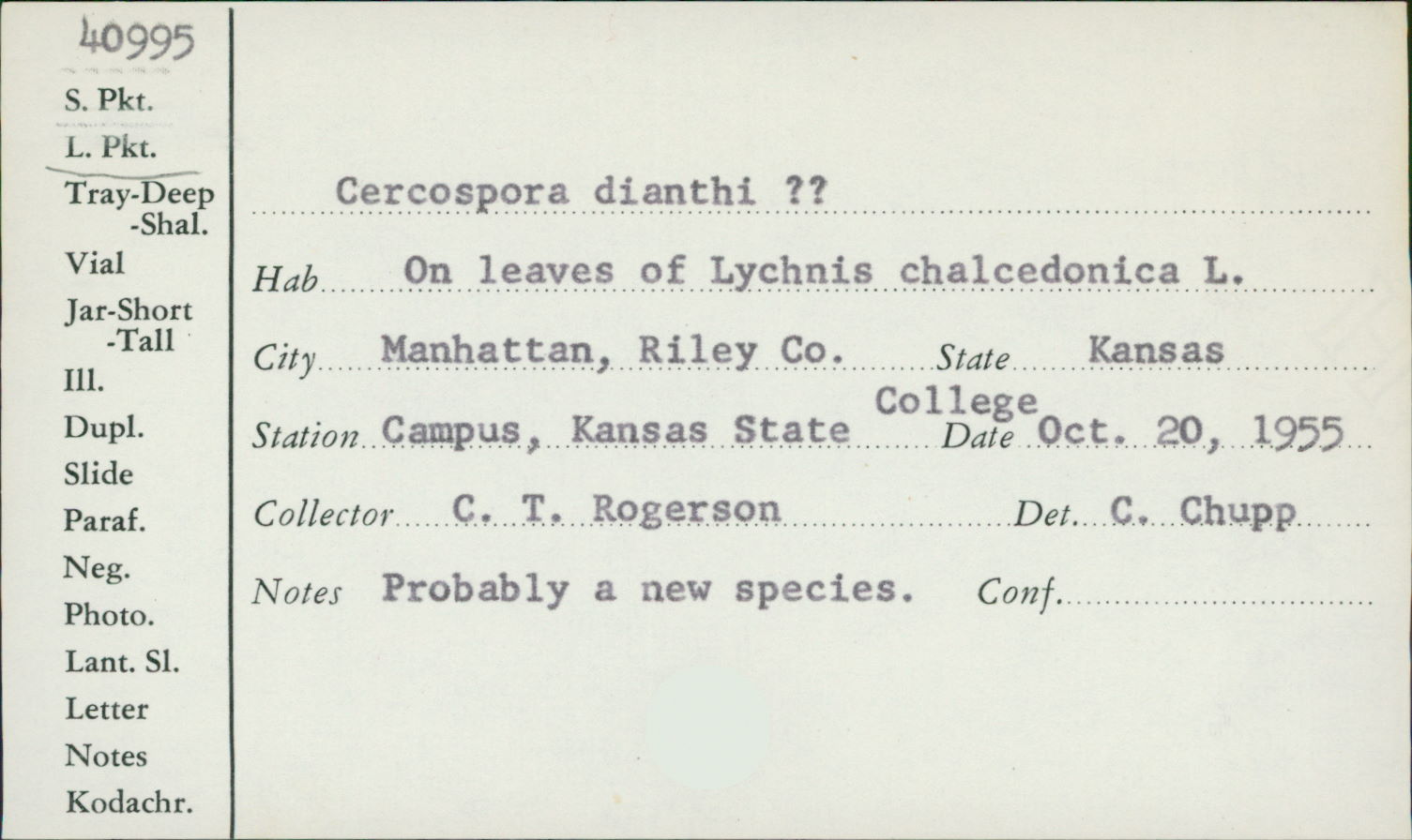 Cercospora dianthi image