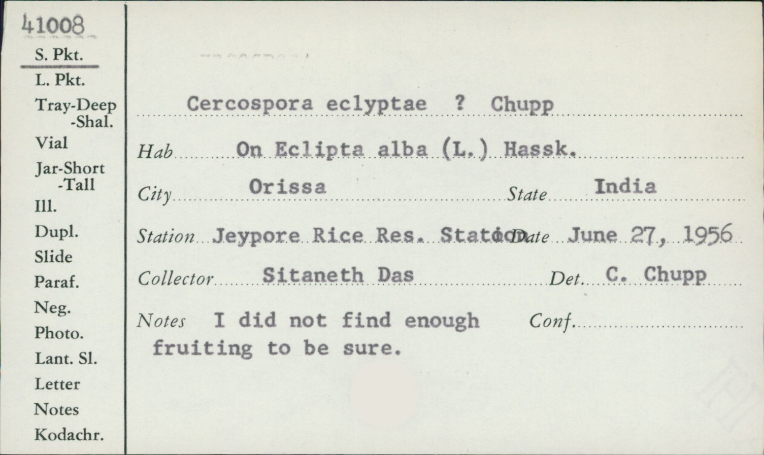 Cercospora eclyptae image