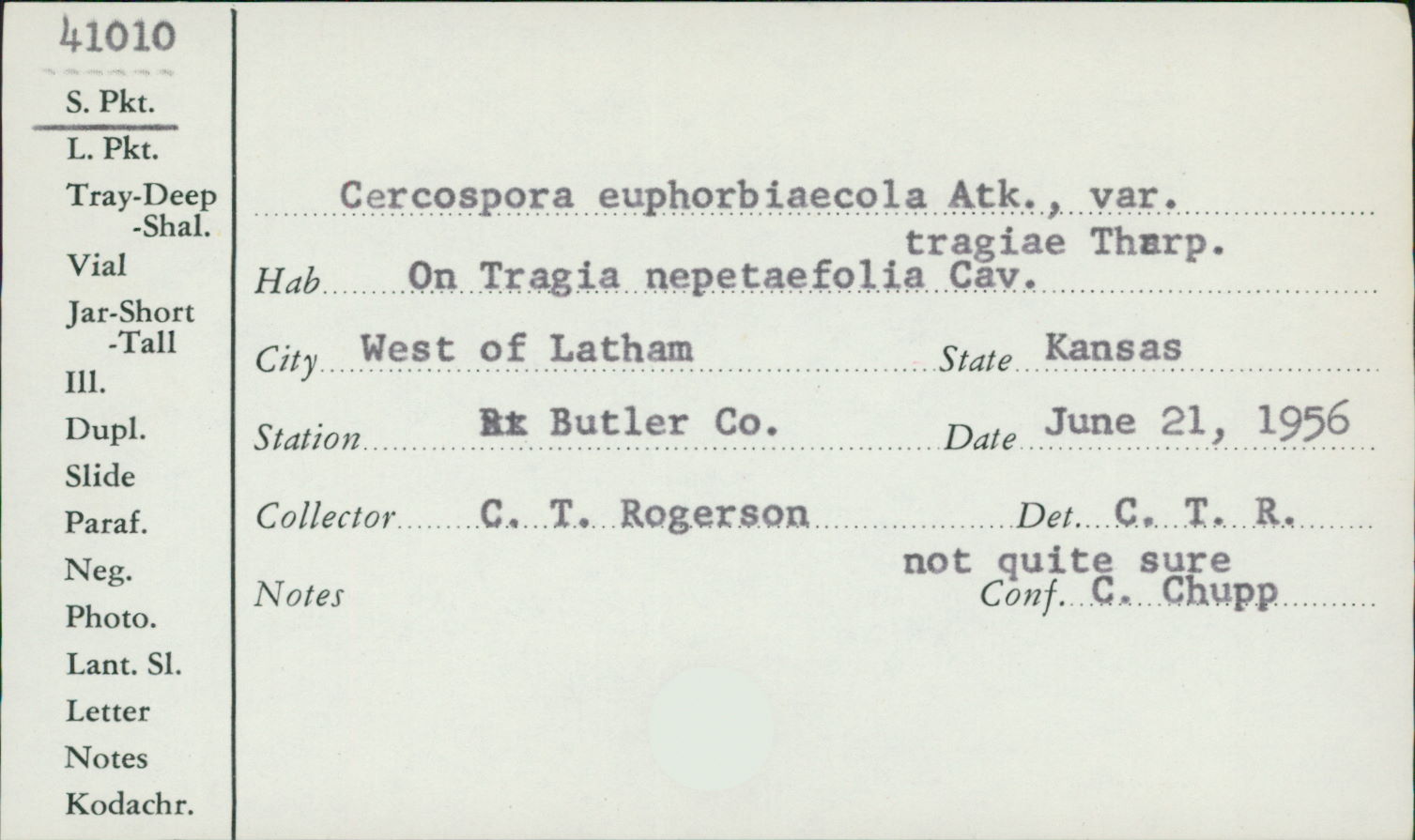 Cercospora euphorbiaecola image