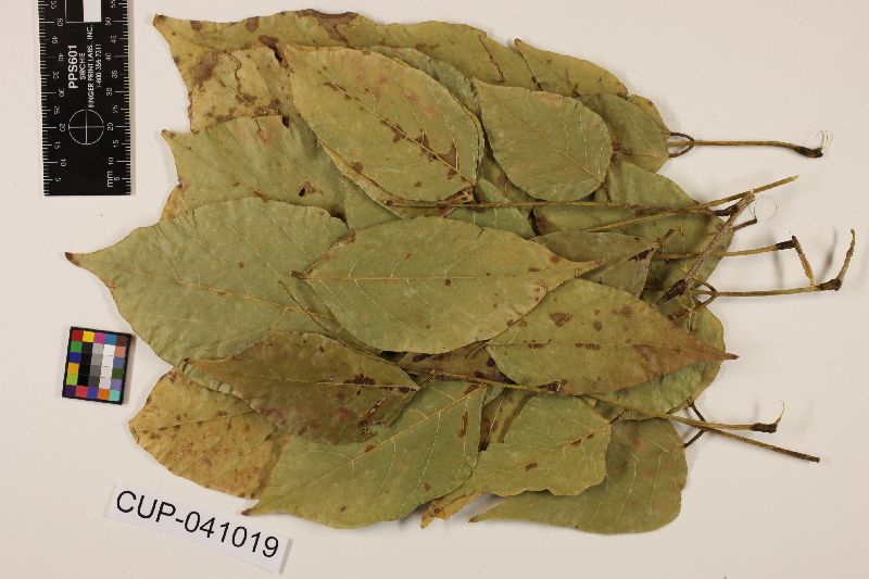 Cercospora pongamiae image