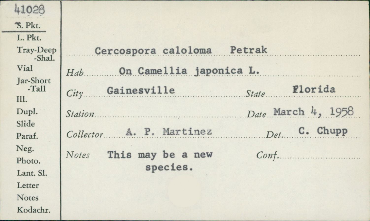 Pseudocercospora caloloma image