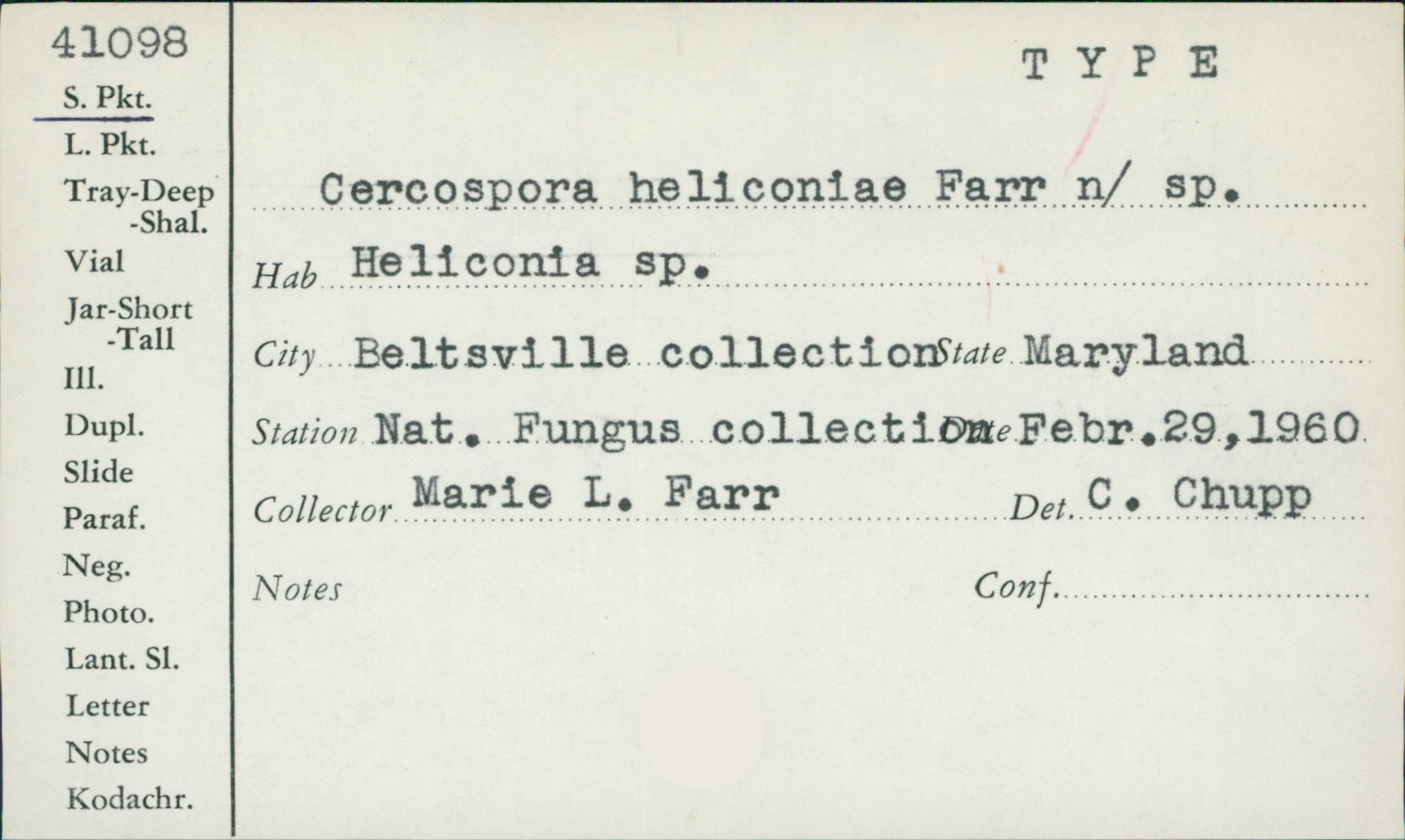 Cercospora heliconiae image