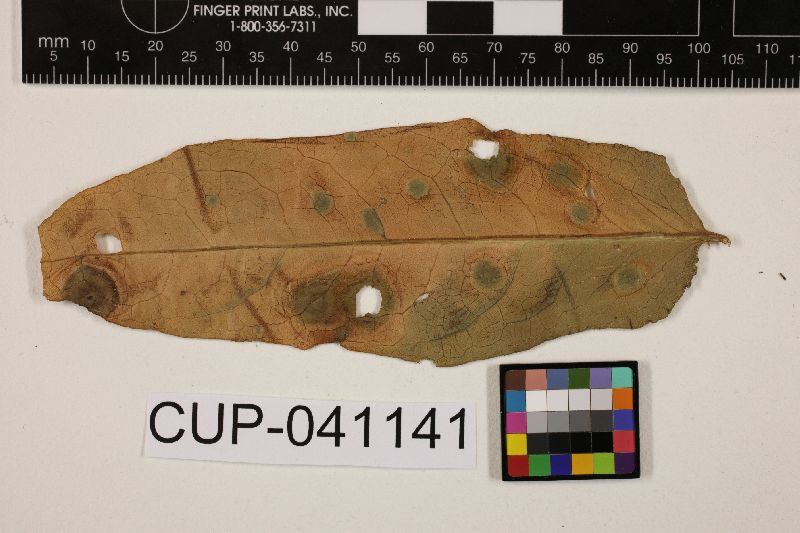 Cercospora rumicis image