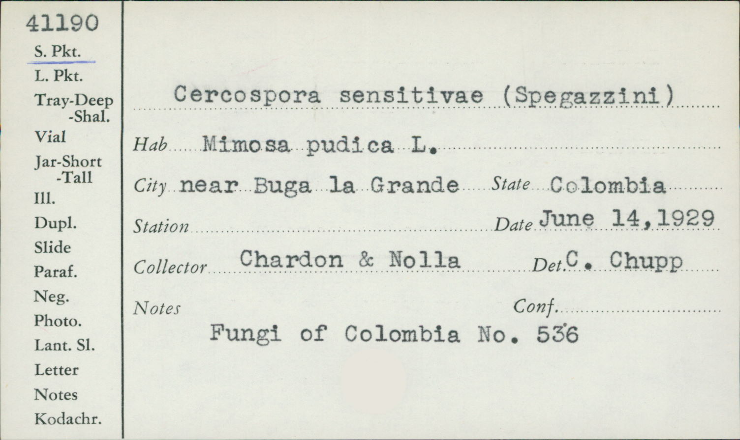 Cercospora sensitivae image