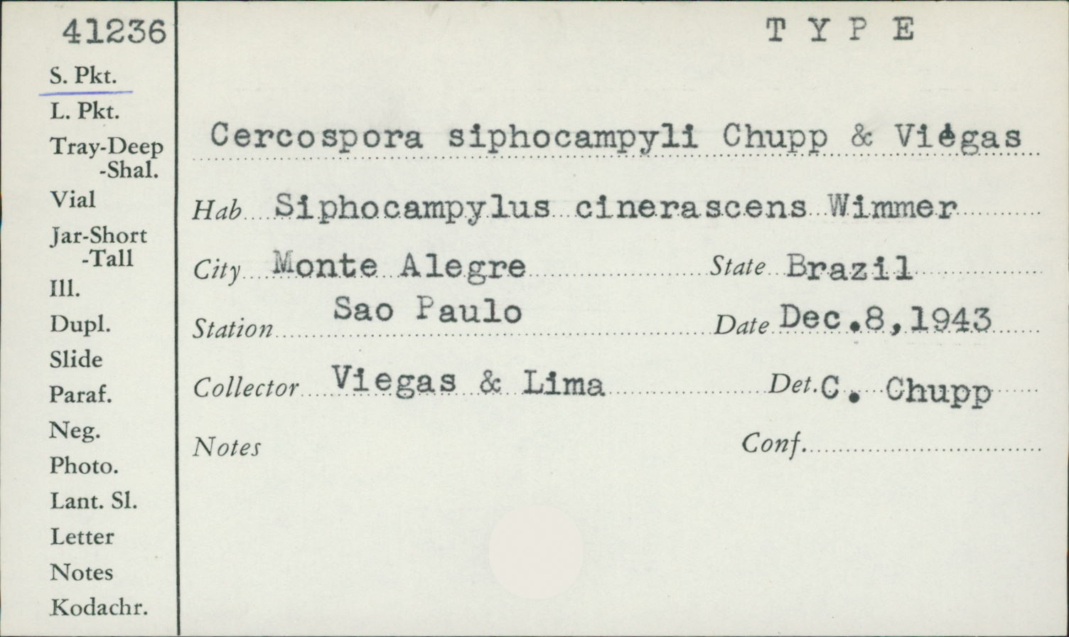 Cercospora siphocampyli image