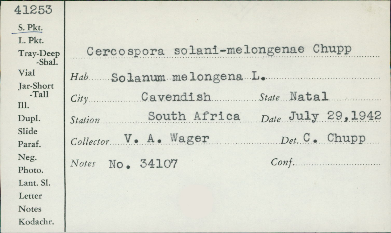 Cercospora solani-melongenae image