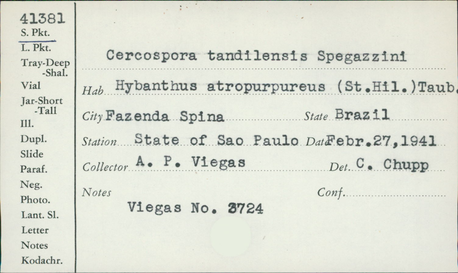 Cercospora tandilensis image