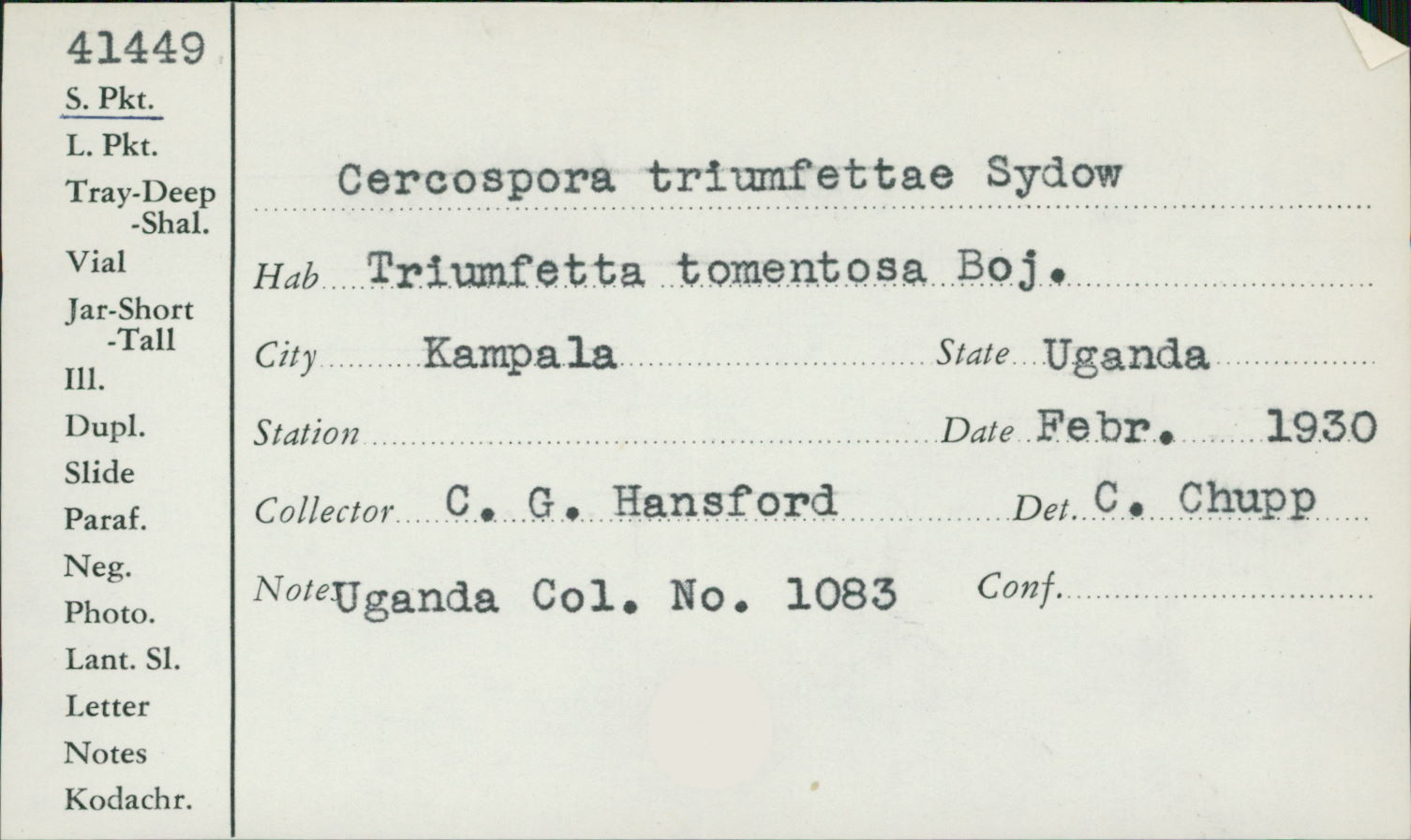 Pseudocercospora triumfettae image