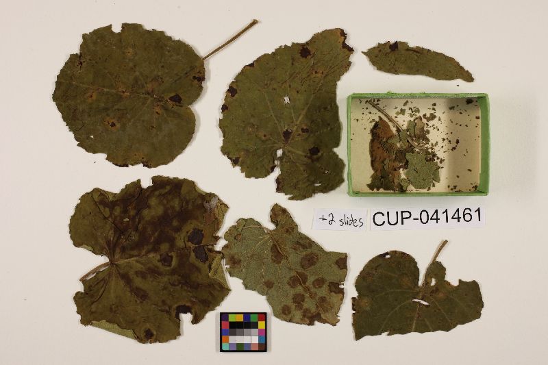 Cercospora turbinae image