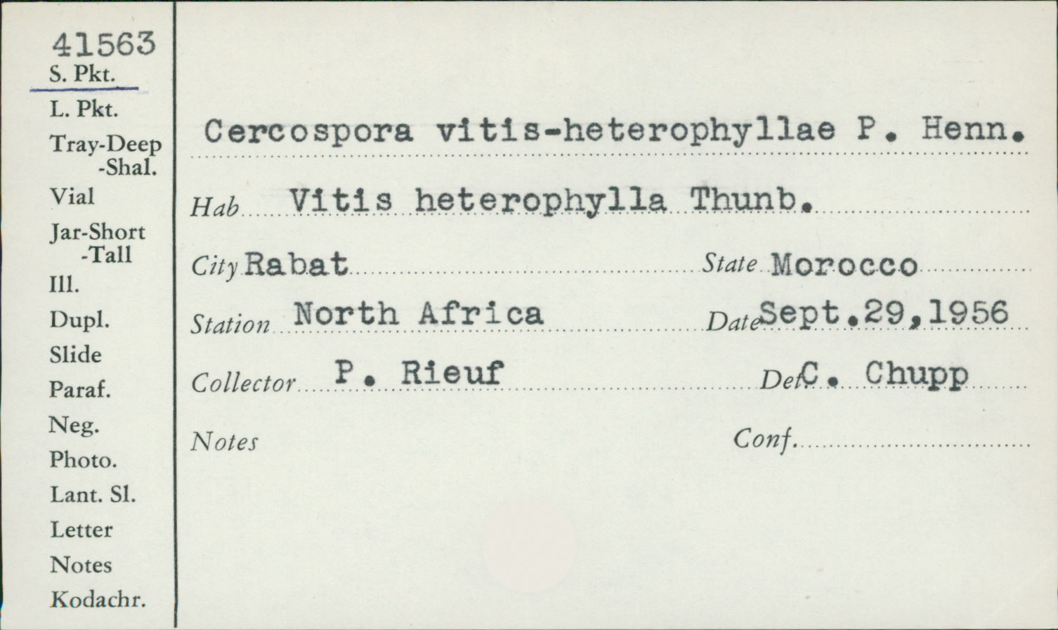 Cercospora vitis-heterophyllae image