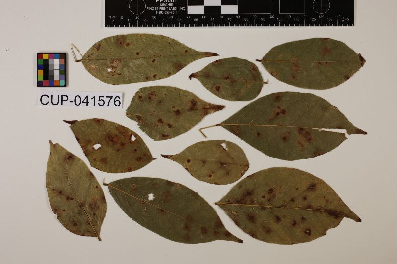 Pseudocercospora withaniae image