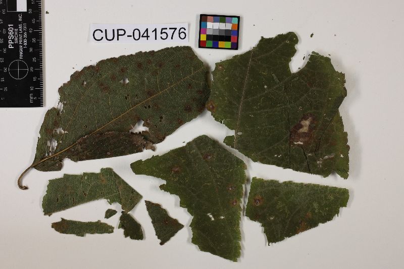 Cercospora wulffiae image